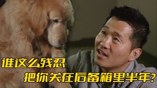 金毛被關在後備箱養了半年訓犬師前去解救卻意外牽扯出一段心酸故事