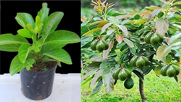 New Technique Grow Avocado Tree At Home With Bananas And Water