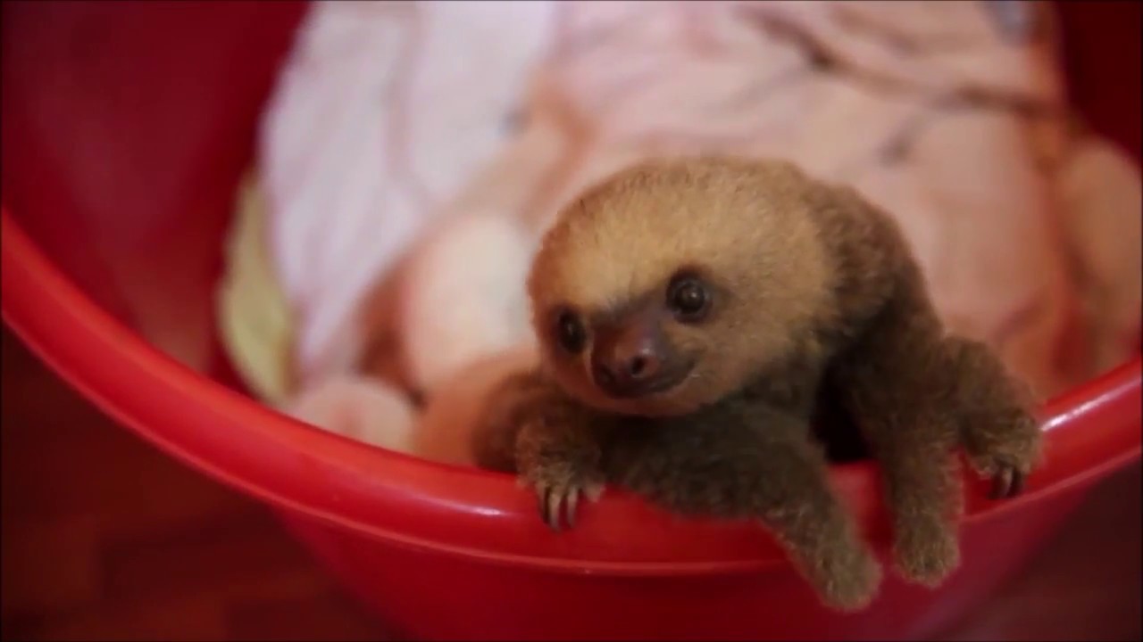 面白かわいい 可愛すぎてキュン死 赤ちゃんナマケモノ 動物赤ちゃん Sloth Youtube