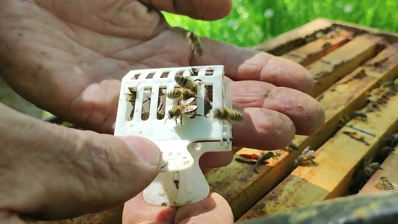 Zamjena starih matica