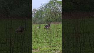 wild turkeys 🦃🦃🦃 thriving in the spring time  #wildlife #turkeyseason #hunters #nature