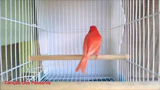 Cardenal Belga, canto de las aves