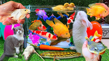 Bắt Con Cá Vàng, Cá Trê Bự, Cá Ran Chu, Ếch, Cá Rô, Cá Sấu Con, Koi, Con Thỏ Hà Lan, Cá Lau Kiếng
