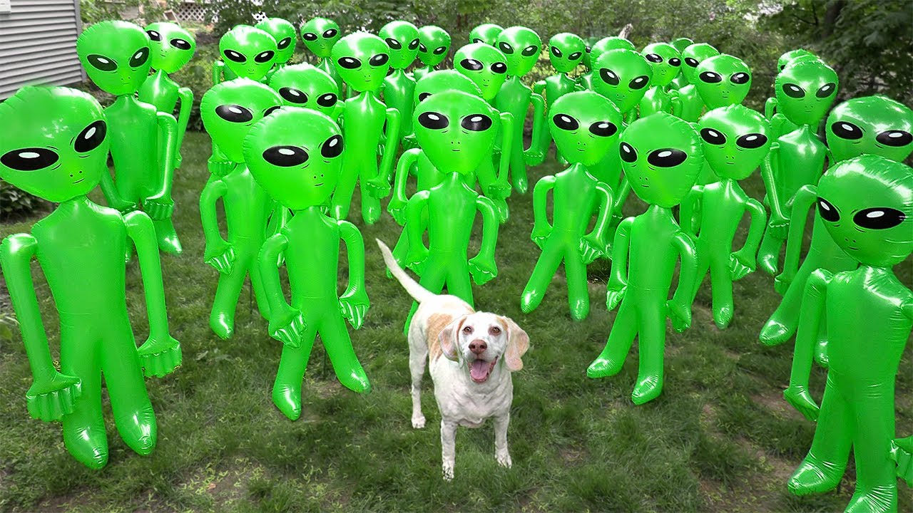 Dog vs Alien Apocalypse Prank! Funny Dogs Maymo & Potpie Battle Epic Aliens Prank