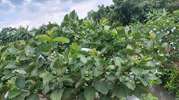 Ổi Ruby có dễ đậu trái không? || RB Vlogs