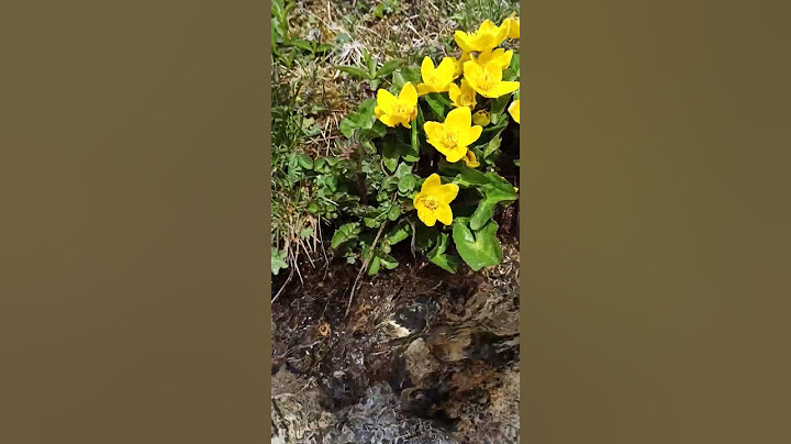 Горный ручей #nature #природа #trailrunning #путешествия