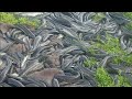 Fish Catching  | Viral Meen  | Snakehead Murrel Fish l Viral video l Lake Fish