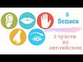 Органы чувств на английском/  5 senses