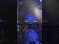 “WAIT… this doesn’t even look real 😳✨”#jellyfish #ocean #viral#japan