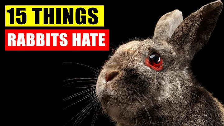 15 Things Rabbits Hate the Most - DayDayNews
