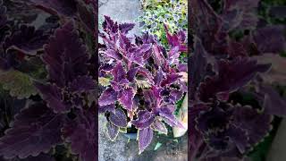 видео: Обзор колеусы 3 часть от 26 07 2024 картинка: Обзор колеусы 3 часть от 26 07 2024