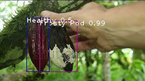 Saaragh & Navan AI - Disease Detection in Plants based on Artificial Intelligence
