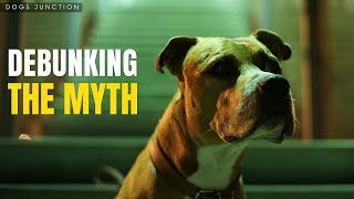 The Truth About American Pitbull Dogs and Their Reputation!! by Dogs Junction 149 views 11 months ago 3 minutes, 49 seconds