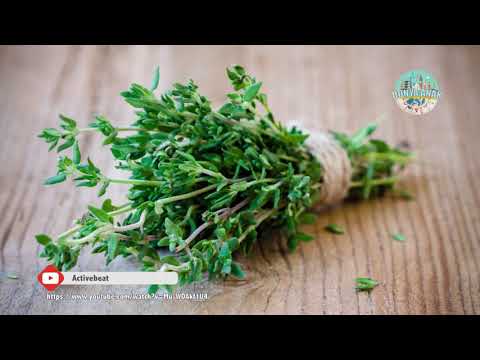 Video: Thyme (herba) - Khasiat Dan Kegunaan Yang Bermanfaat Dari Thyme, Minyak Thyme. Timi Merayap, Biasa, Lemon, Kutu Busuk, Hitam, Putih
