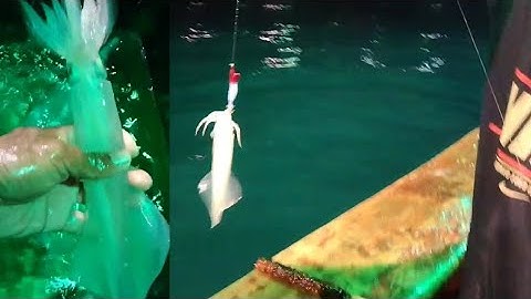 Mancing cumi dasaran