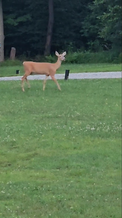 Omg friendly deer spotted