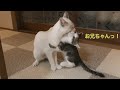 子猫、お兄ちゃん猫が大好
