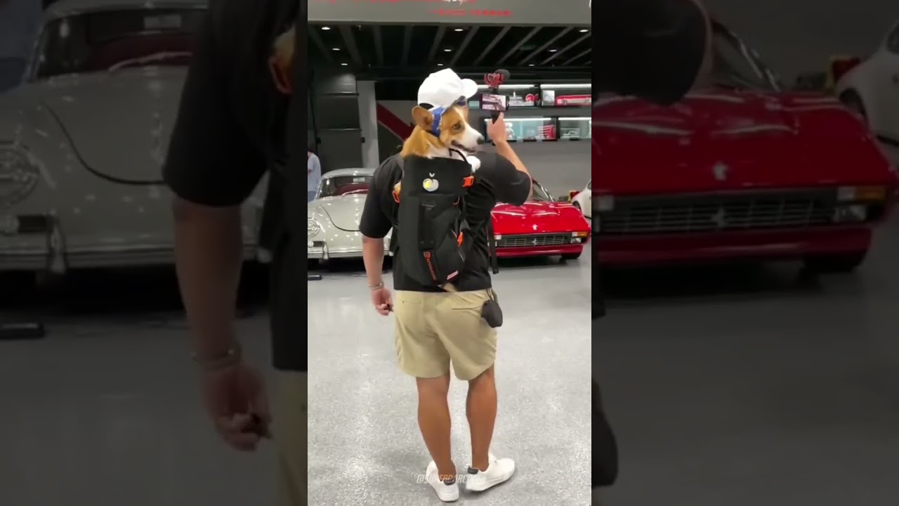 Stealing The Spotlight at Car Show 😎