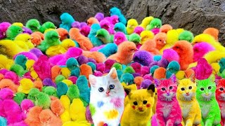 Catch Cute Chickens, Colorful Chickens, Rainbow Chicken, Rabbits, Cute Cats, Ducks, Animals Cute