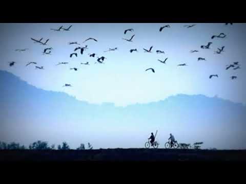 Video Hình ảnh nông thôn Việt nam và nhạc Quê hương - youtube