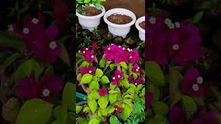 Bougainvillehome gardening spring