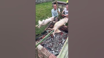 Món Nhậu Đồng Quê - Xưởng Rèn Tấn Lộc Tài #xuhuong #youtubeshorts