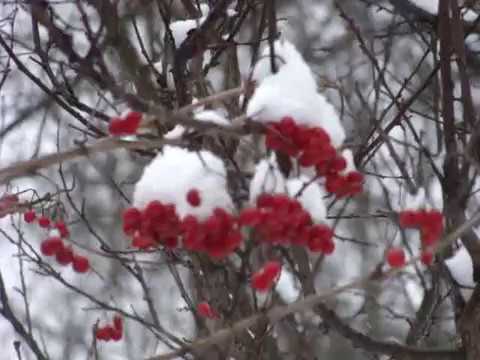 Калина схватывает и глохнет