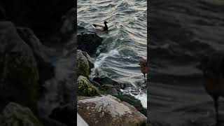 River Birds Bay Ridge Brooklyn NYC