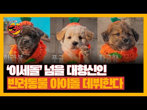 최강 아이돌 세계관, 대형신인 '반려동물 아이돌' 데뷔임박! [3분있슈/ep37]