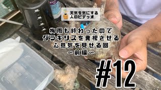 【塊根植物/多肉植物】#12 - 梅雨も終わったのでパキポディウム・グラキリスを発根させる心意気を見せる回 〜前編〜【発根管理】