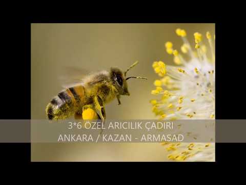 Video: Camassia Ampulleri Hakkında Bilgi Edinin - Camas Zambak Bitkileri Nasıl Yetiştirilir