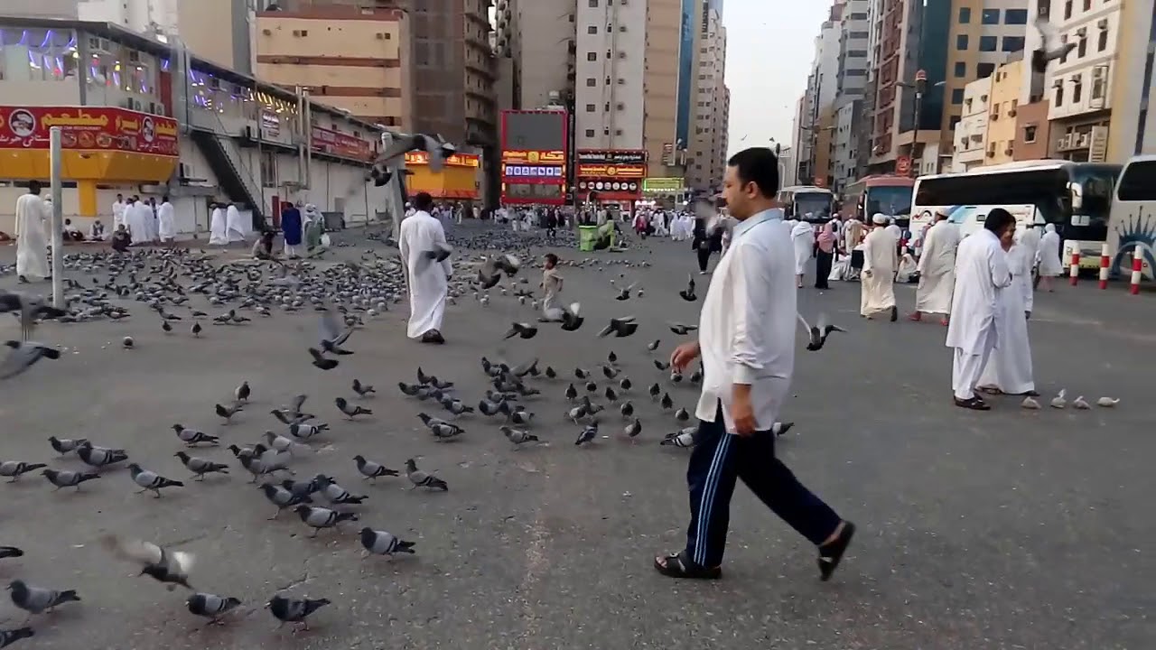 Burung Merpati 2 Youtube