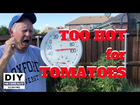 Wideo: Co to jest pomidor Heatmaster - Informacje o pomidorach Heatmaster