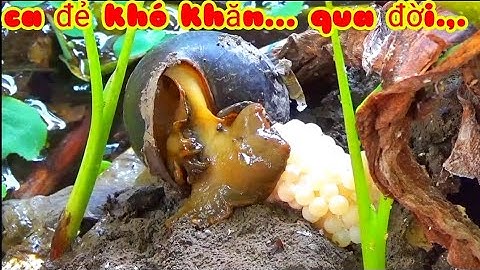 Quay cảnh ốc bươu đen đẻ trứng