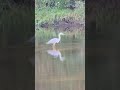 Серая цапля. Река Сестра. Сестрорецк.#birds #heron #природныепейзажи