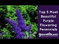 Top 5 most beautiful purple flowering perennials  naturehillscom