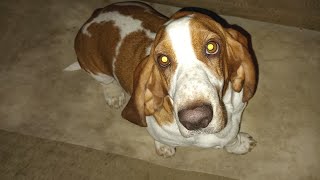 Tana The Basset Hound Is 2 years old@TanatheBassetHound