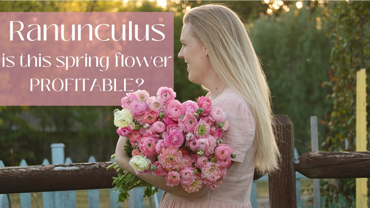 Все о ранункулюсах | Стоит ли выращивать их на своей цветочной ферме?
