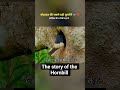 #Love's #greatest #sacrificeThe #unique #story #of #hornbill 🐦💔#ytshorts #viral #story #birds #the
