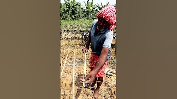 Frame Making for Pointed Gourd #shorts