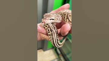 Pewter Leopard Het. Clown Ball Python