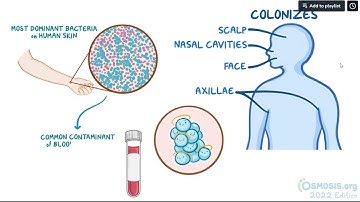 Staphylococcus epidermidis