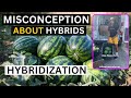 Misconception About Hybrids - How Hybridization Occurs Naturally Cross-Pollination In Nature