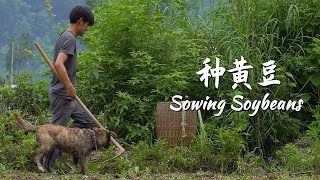 sub种瓜得瓜，种豆得豆，夏天种，秋天收 Sowing Soybeans