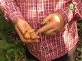 Як заробити на горіхах знають у Городоцькому районі