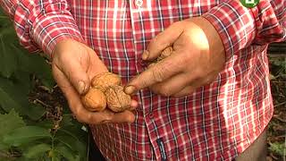 Як заробити на горіхах знають у Городоцькому районі