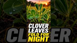 Clover Leaves Fold For Night