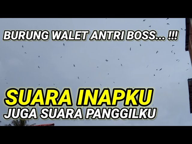 Sp Suara INAPKU juga suara PANGGILKU 1. suara inap walet berkualitas. Respon terbaik sepanjang masa class=