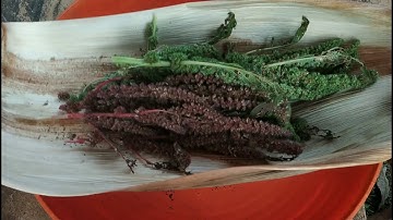 HARVESTING AMARANTH SEEDS | THE WEEKEND FARMER