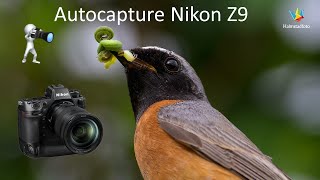 How to use AUTOCAPTURE on a Z9 camera. I show an example.  WILDLIFE PHOTOGRAPHY  Bird photography